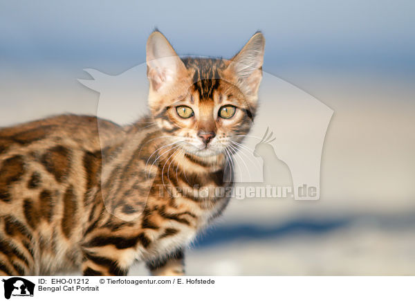Bengal Cat Portrait / EHO-01212