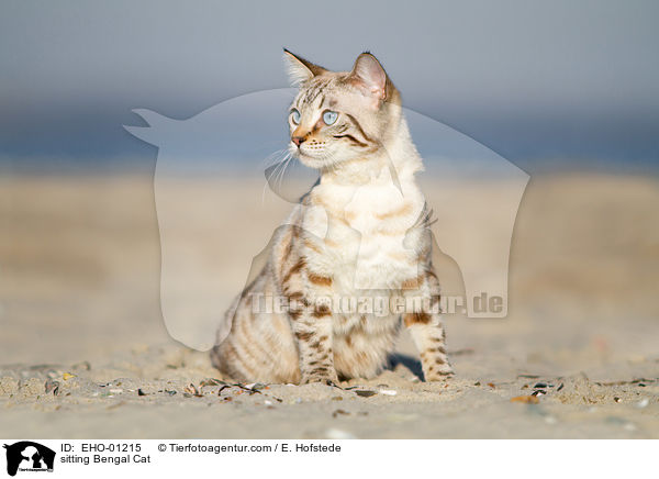 sitting Bengal Cat / EHO-01215
