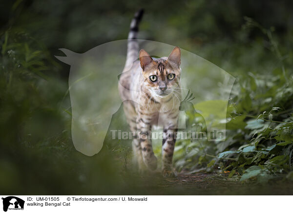 walking Bengal Cat / UM-01505