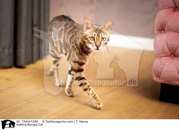 laufende Bengal-Katze / walking Bengal Cat / TAH-01289