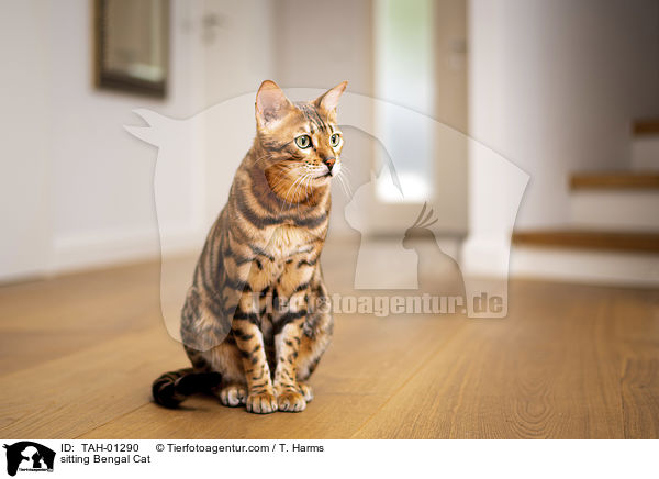 sitzende Bengal-Katze / sitting Bengal Cat / TAH-01290