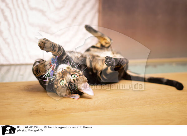 spielende Bengal-Katze / playing Bengal Cat / TAH-01295