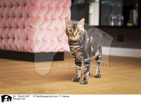 Bengal-Katze / Bengal Cat / TAH-01297