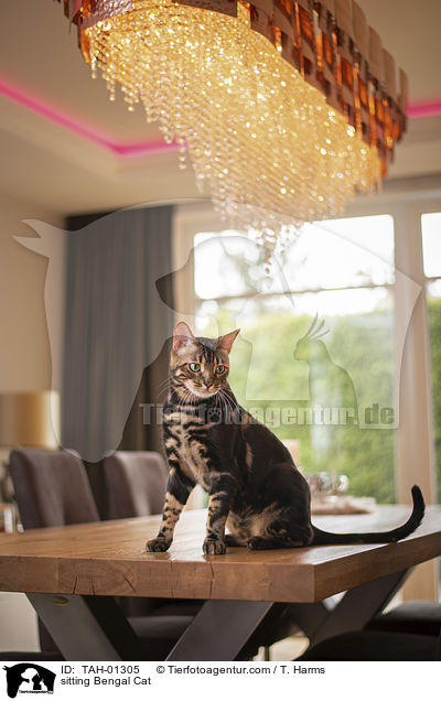 sitzende Bengal-Katze / sitting Bengal Cat / TAH-01305