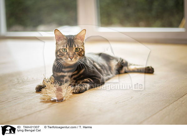 liegende Bengal-Katze / lying Bengal Cat / TAH-01307