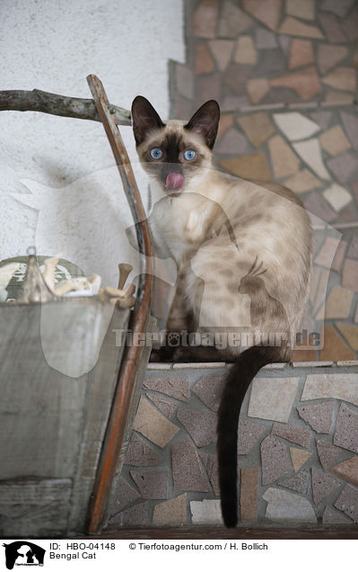 Bengal Katze / Bengal Cat / HBO-04148