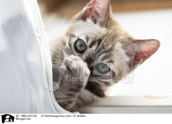 Bengal Katze / Bengal Cat / HBO-04152