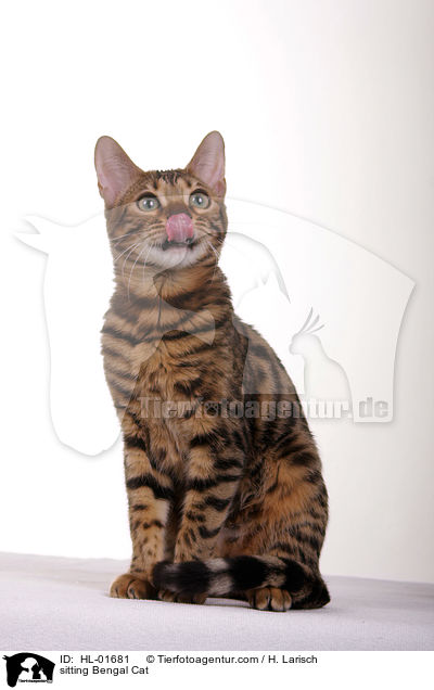 sitzende Bengal-Katze / sitting Bengal Cat / HL-01681