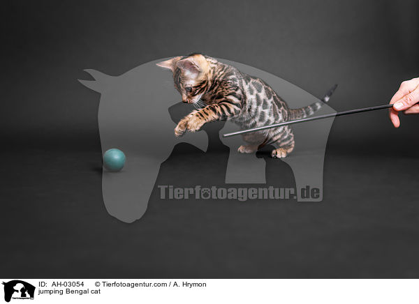 jumping Bengal cat / AH-03054