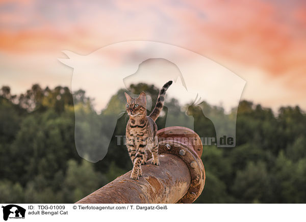 Bengale unter freien Himmel / adult Bengal Cat / TDG-01009