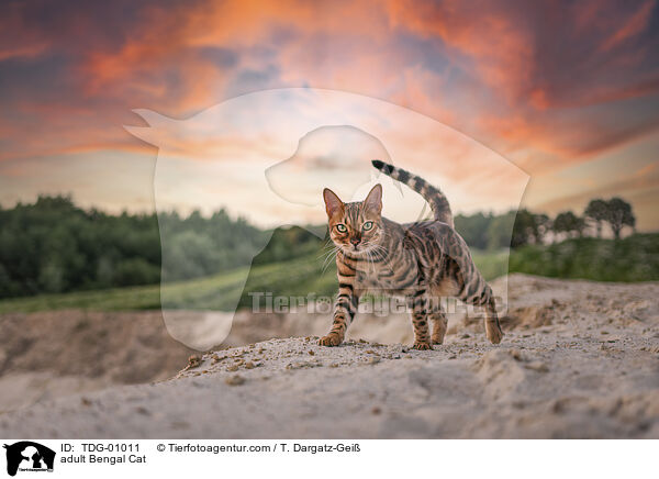 adult Bengal Cat / TDG-01011