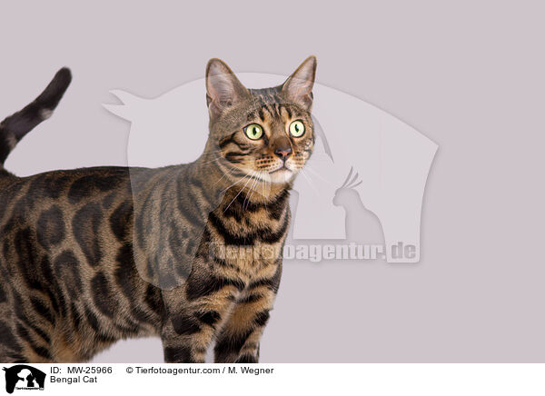 Bengal Katze / Bengal Cat / MW-25966