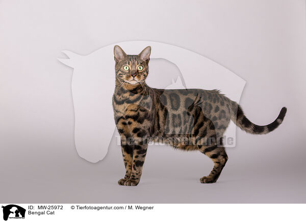 Bengal Cat / MW-25972