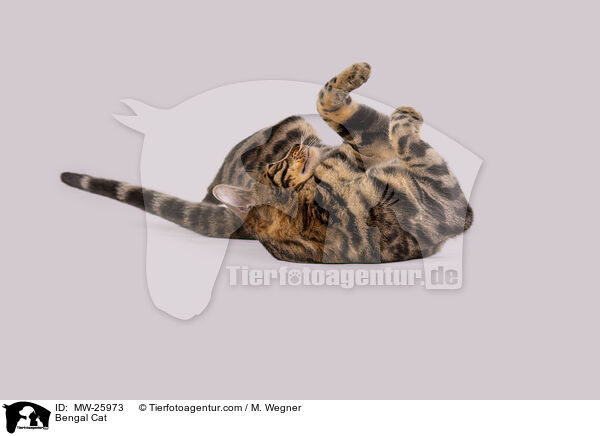 Bengal Cat / MW-25973