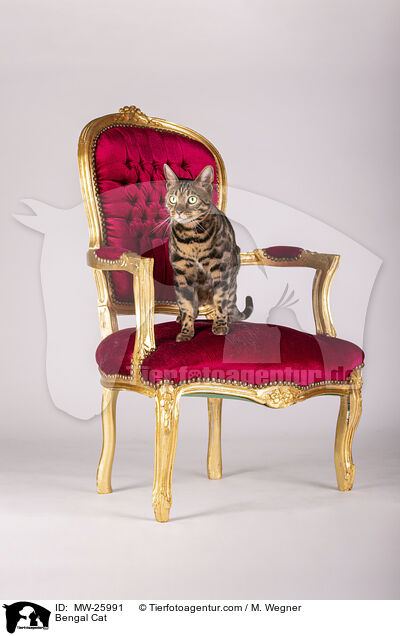 Bengal Katze / Bengal Cat / MW-25991