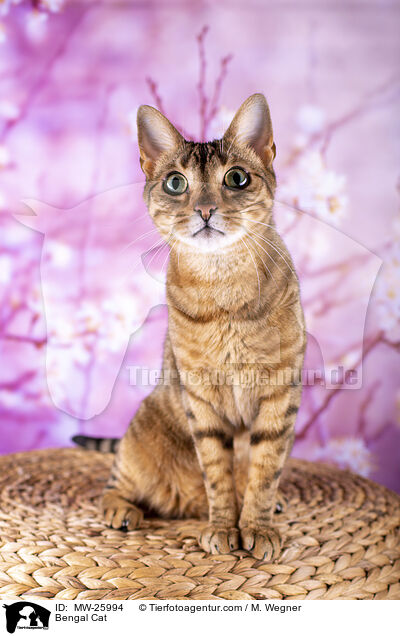 Bengal Cat / MW-25994