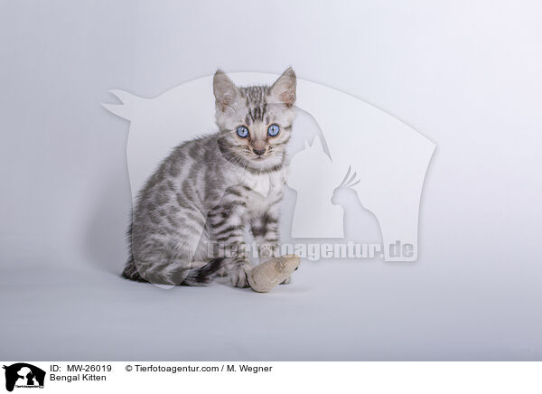 Bengal Kitten / MW-26019