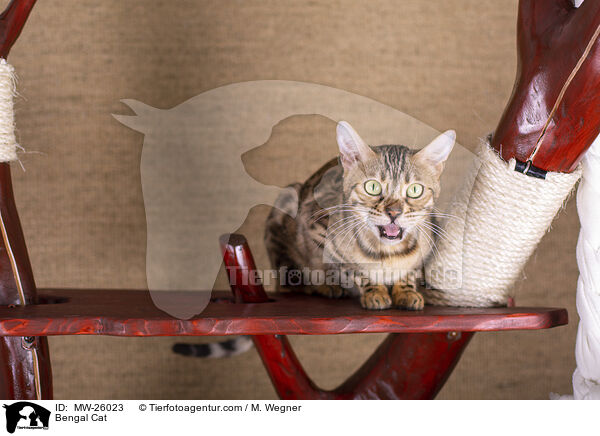 Bengal Katze / Bengal Cat / MW-26023
