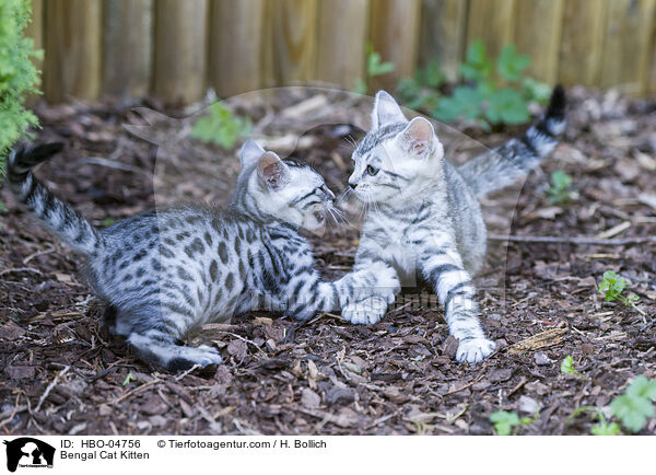 Bengal-Katze Ktzchen / Bengal Cat Kitten / HBO-04756