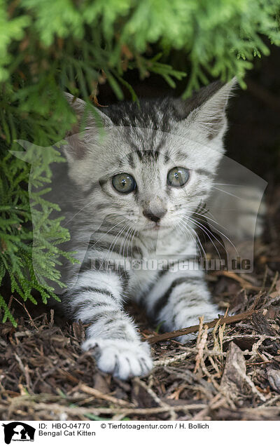 Bengal-Katze Ktzchen / Bengal Cat Kitten / HBO-04770