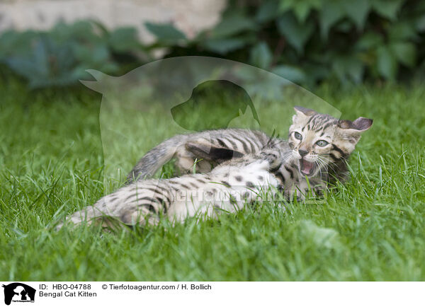 Bengal-Katze Ktzchen / Bengal Cat Kitten / HBO-04788