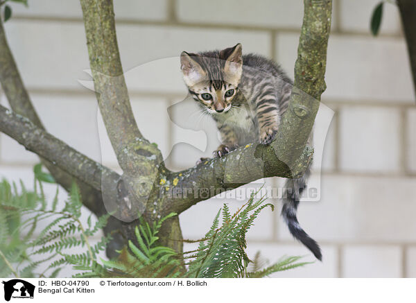 Bengal Cat Kitten / HBO-04790