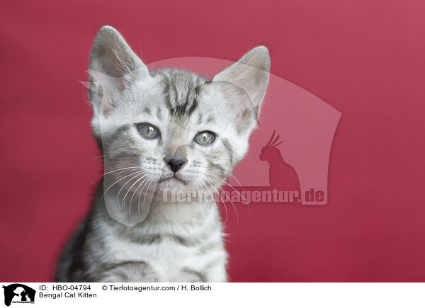 Bengal-Katze Ktzchen / Bengal Cat Kitten / HBO-04794