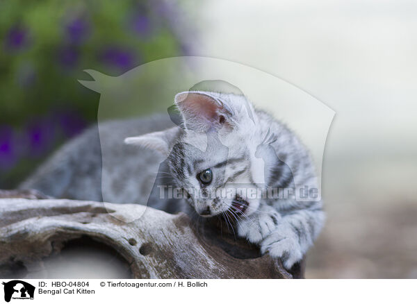 Bengal Cat Kitten / HBO-04804