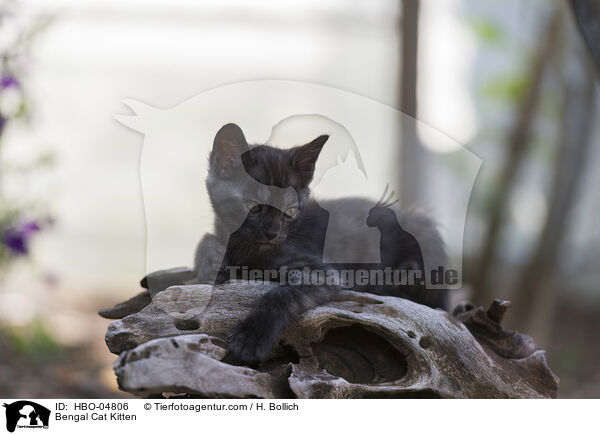 Bengal-Katze Ktzchen / Bengal Cat Kitten / HBO-04806