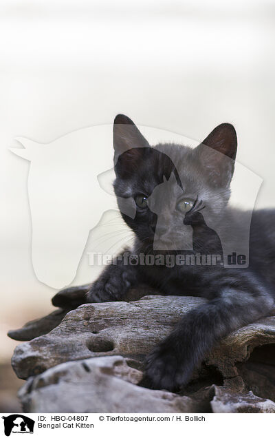 Bengal Cat Kitten / HBO-04807