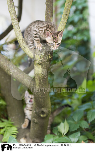 Bengal Cat Kitten / HBO-04815