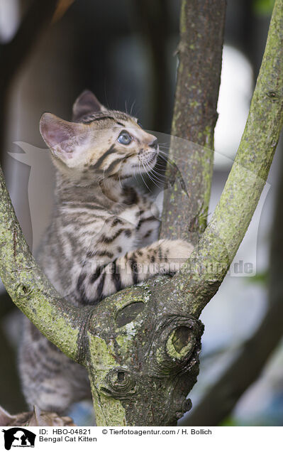 Bengal Cat Kitten / HBO-04821