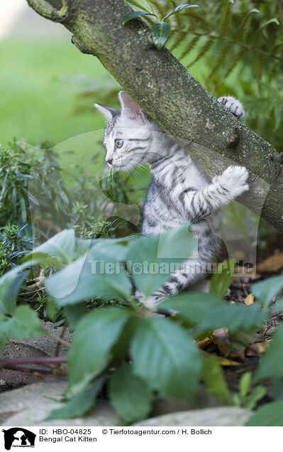 Bengal Cat Kitten / HBO-04825