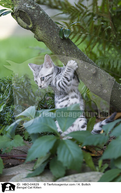 Bengal Cat Kitten / HBO-04829