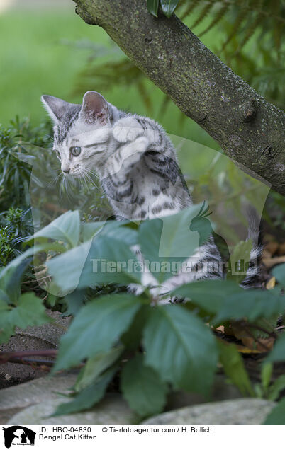 Bengal Cat Kitten / HBO-04830