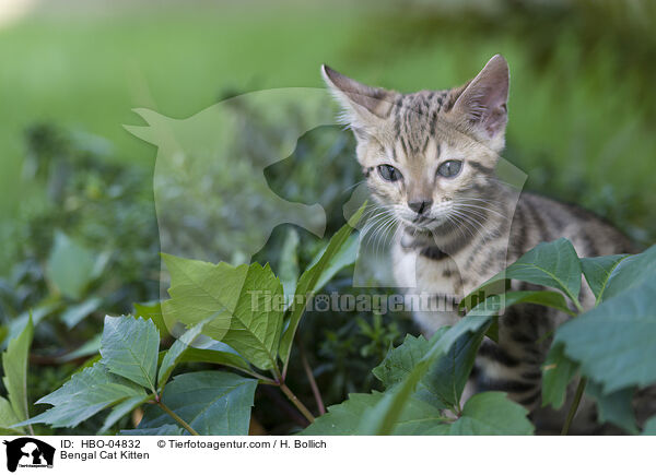 Bengal Cat Kitten / HBO-04832