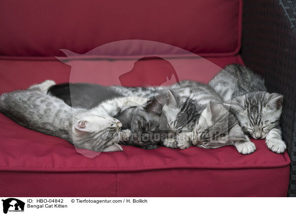 Bengal-Katze Ktzchen / Bengal Cat Kitten / HBO-04842