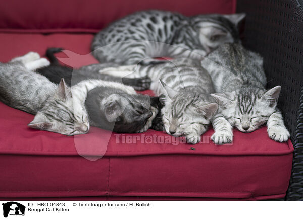 Bengal Cat Kitten / HBO-04843
