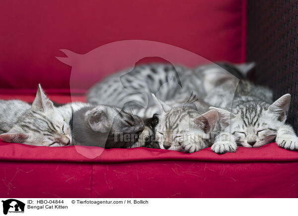 Bengal-Katze Ktzchen / Bengal Cat Kitten / HBO-04844