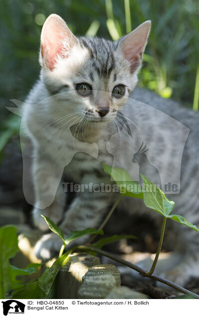 Bengal Cat Kitten / HBO-04850