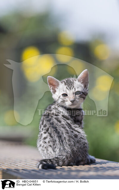 Bengal Cat Kitten / HBO-04851