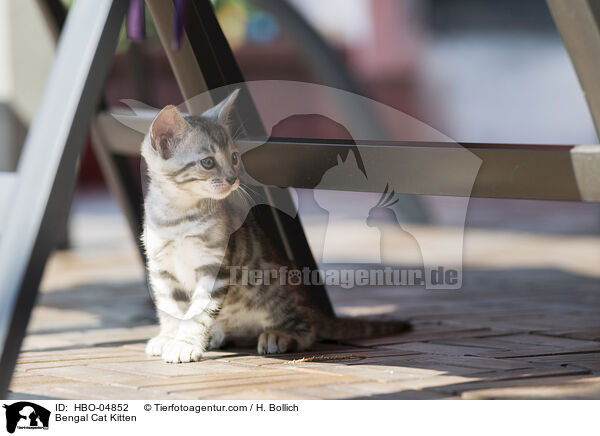 Bengal Cat Kitten / HBO-04852