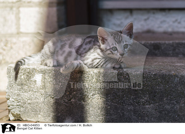 Bengal Cat Kitten / HBO-04853