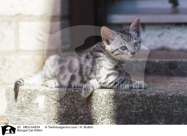 Bengal Cat Kitten / HBO-04854