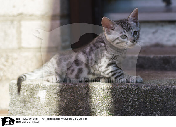 Bengal Cat Kitten / HBO-04855