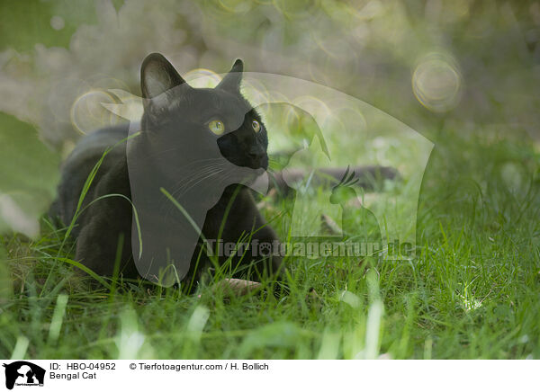 Bengal Cat / HBO-04952
