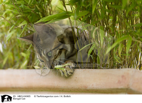 Bengal Katze / Bengal Cat / HBO-04965