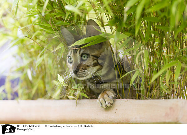 Bengal Cat / HBO-04966