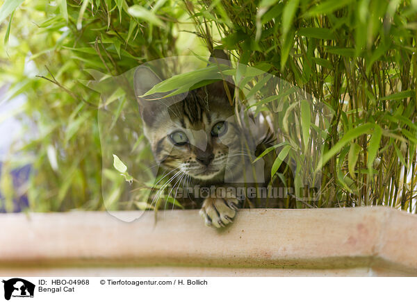 Bengal Katze / Bengal Cat / HBO-04968