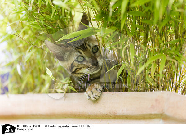Bengal Katze / Bengal Cat / HBO-04969